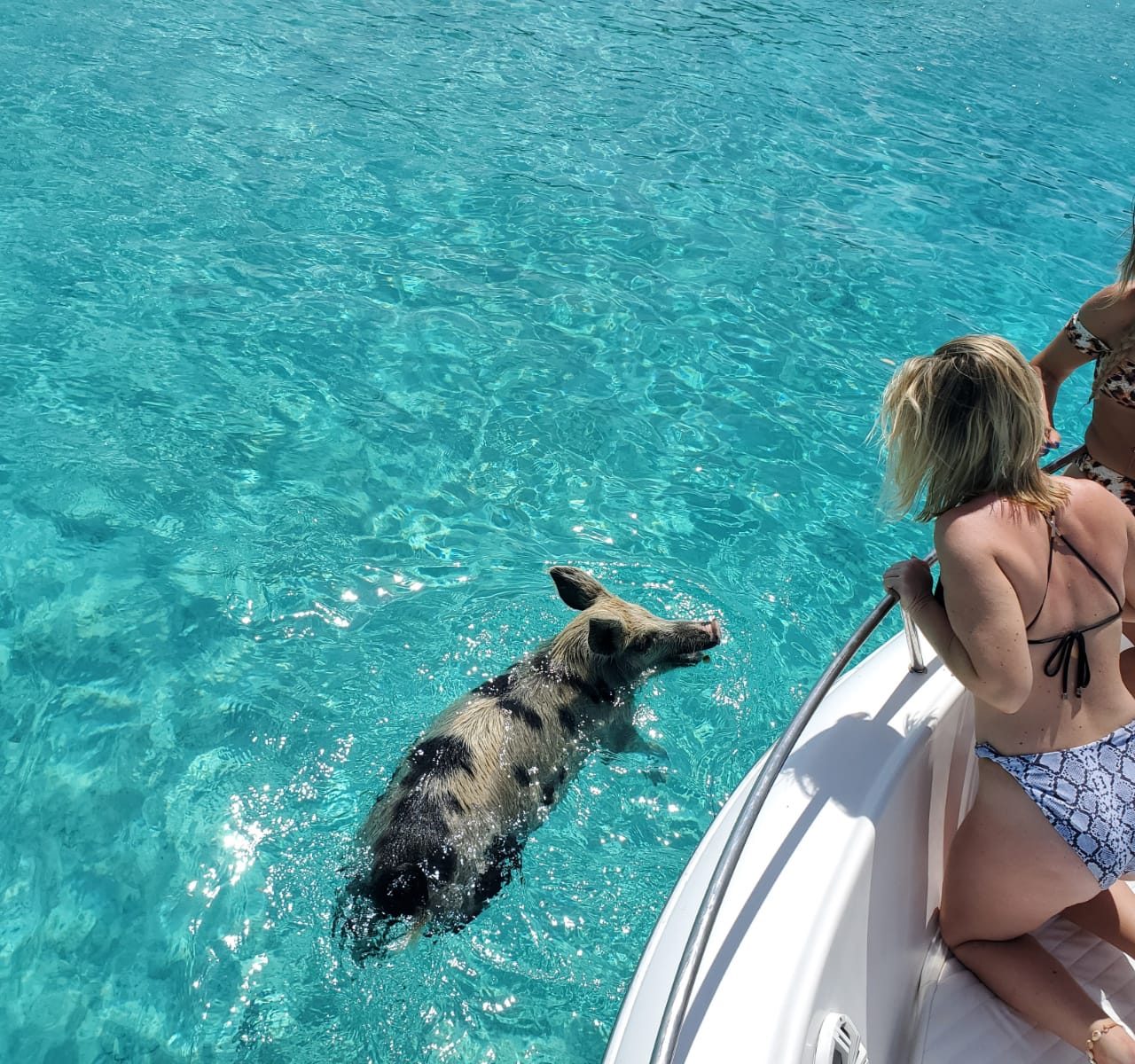 Swimming Pigs
