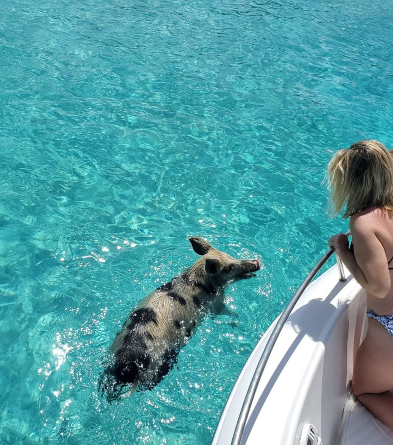 Swimming Pigs